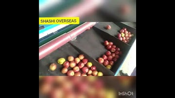Apple grading machine By Shashi Overseas 9416995445