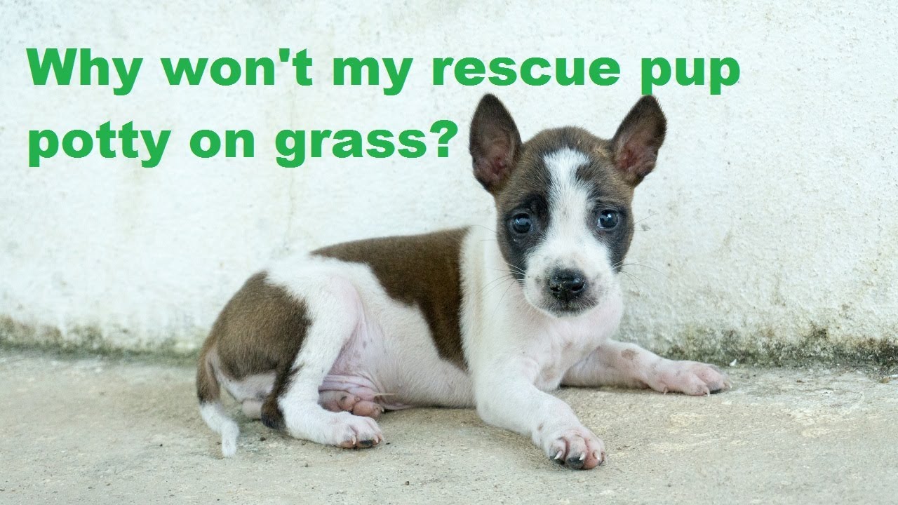 Ask Amy Why Won't My Puppy Potty On Grass? How Can I Train Puppies