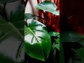 Indoor plants. The Monstera keeps getting larger.
