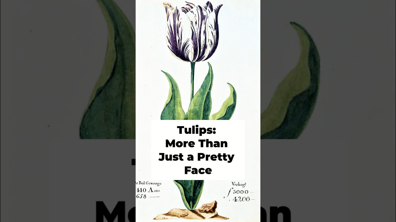 Tulip's Tragic Tale  Love, Sacrifice, and Persian Legend