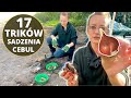17 wskazówek JAK SADZIĆ CEBULE tulipanów żonkili czosnków ozdobnych w ogrodzie