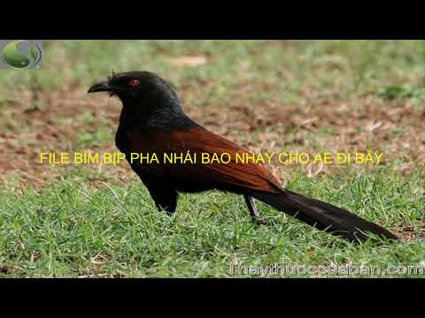 TIẾNG BÌM BỊP PHA NHÁI KHÔNG TẠP ÂM DÙNG CHO ANH EM ĐI BẪY BAO NHẠY