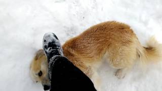 Funny Dog Playing Snow Wirin It Qarla Oynayir