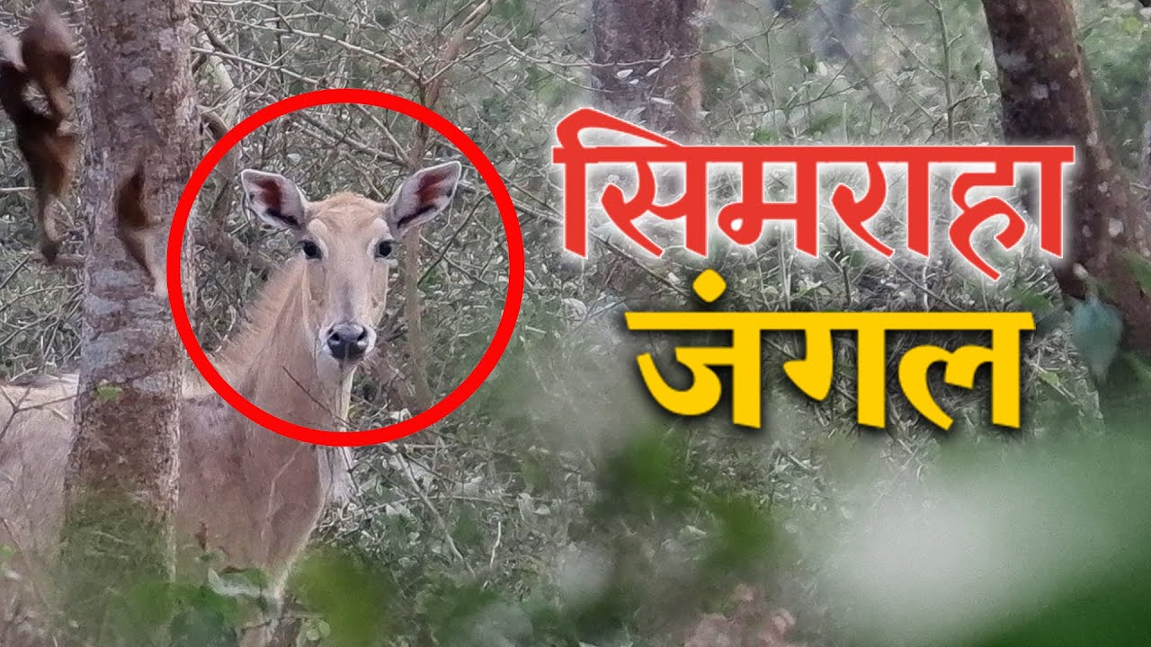 नील गाय सामने आ गया😳 | Simraha Jungle Vlog | Nilgai | Bhanu Bhargaw Creation