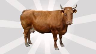 Vaca Efecto De Sonido