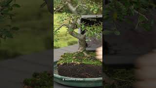 Diy - Make A Bonsai Chinese Elm