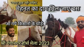 किसान लाया दो जोड़ी बछैरी और घोड़ी | shriganganagar horse mela 2023 sasti horse mandi