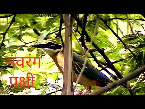 Indian Pitta Rare Bird of Mahrastra India By Shiri...