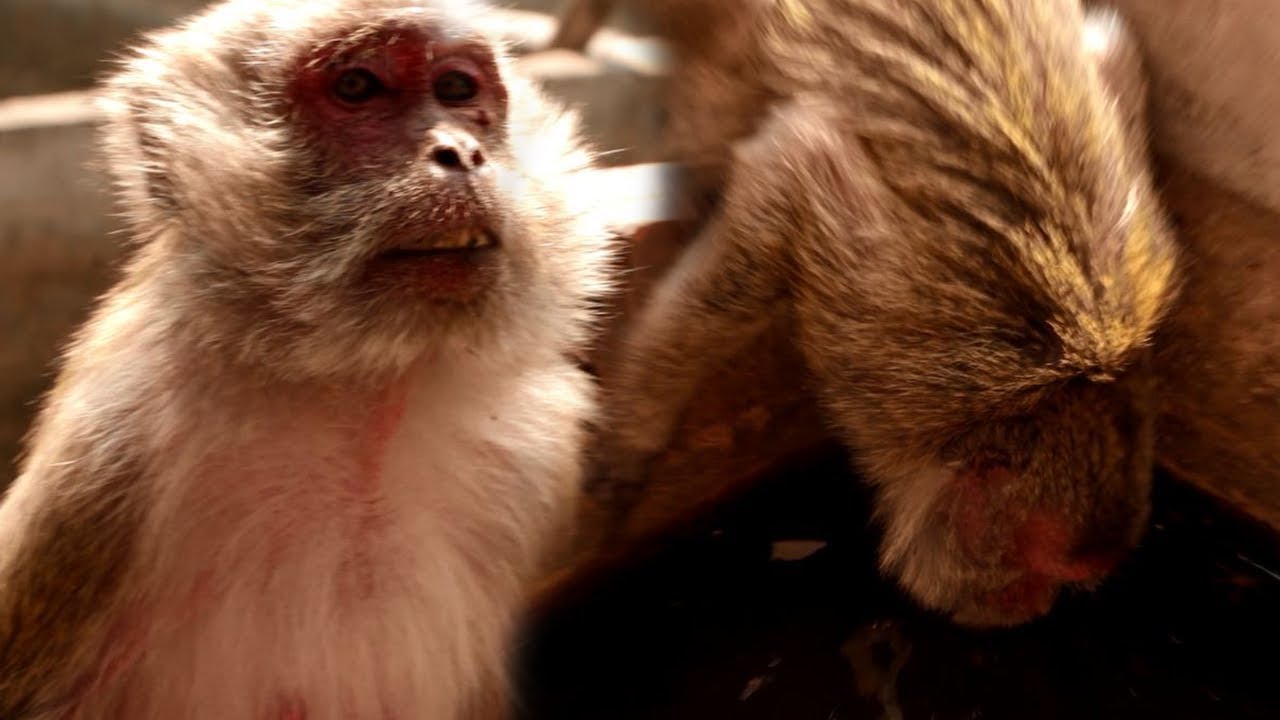 newborn baby boy Take Care Abigail, Poor Monkey Go Down To Drink Water In Pool, Monkey Thirsty