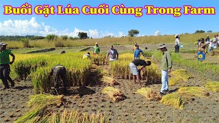 Linh Philip || Gặt Những Ruộng Lúa Cuối Cùng Trong Việt Phi FARM Chuẩn Bị Hành Trình Mới Vào Mùa Khô