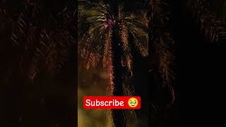 pura tree 🌴 jal gaya 🥹| itna bura huva #trending #support #tree #vairalshort