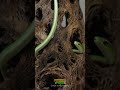 Rough Green Snake Small and Easy to Feed #BeginnerFriendly