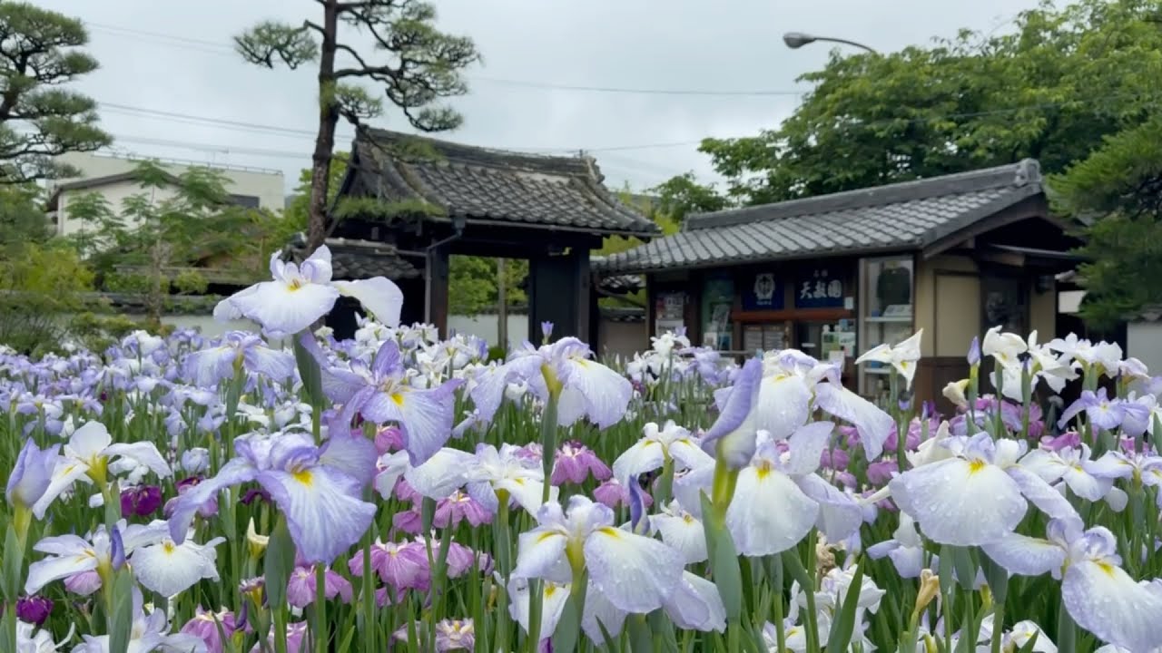 2025/06/03　超超超超超撮り頃です！　天赦園の花菖蒲　その２　〜愛媛県宇和島市〜