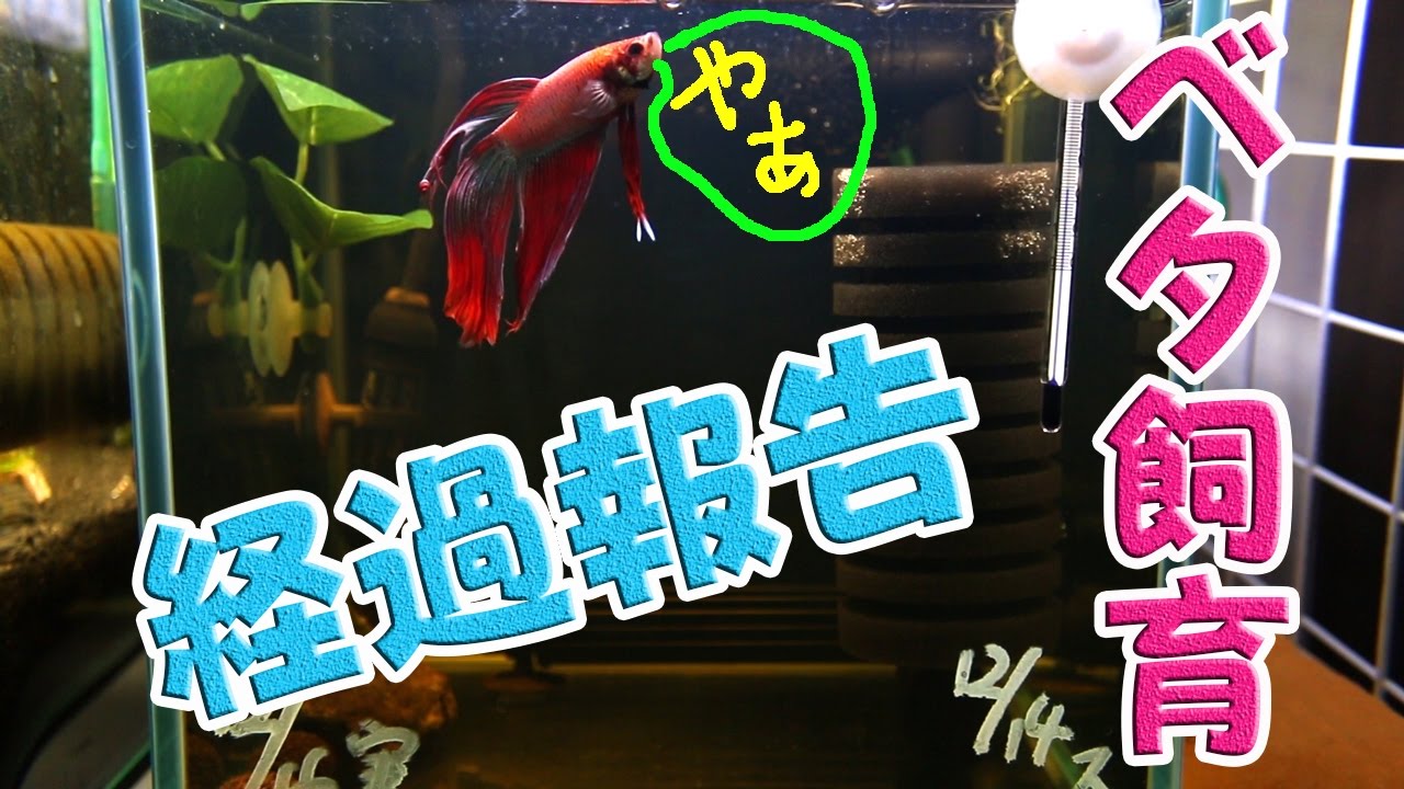 ベタ飼育 ベアタンク飼育経過報告 Youtube ベタ飼育 ベアタンク飼育経過報告 Youtube