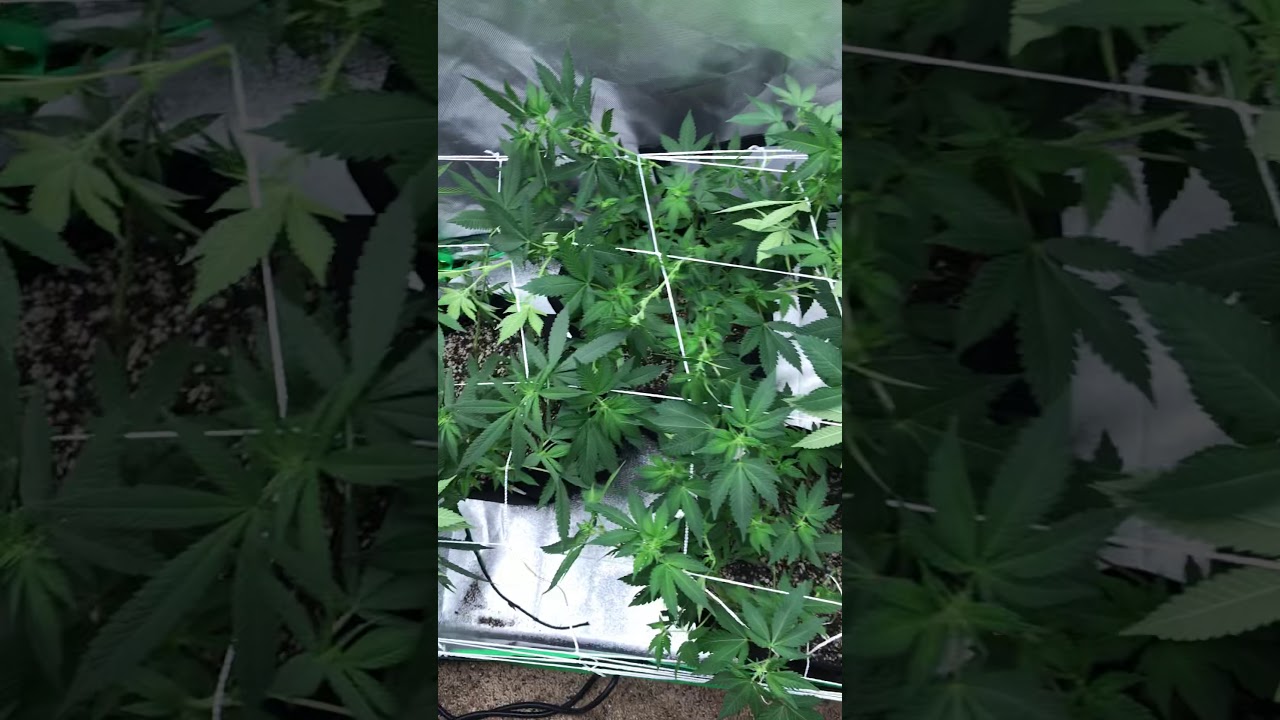 Week 1 flower!!!! Grow boss says get a trellis we get a trellis