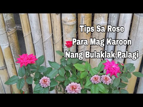 Rose Care Tips /Gawin mulang itong paraan para laging may bulaklak ang inyong Rose