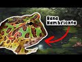 Rana Pac-Man: La Depredadora Más Hambrienta del Mundo Animal  - documental de animales