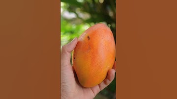 Trái xoài chín cây đỏ rực #hienonha #fruit #shorts