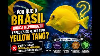 POR QUE O BRASIL AINDA NÃO REPRODUZIU YELLOW TANG?