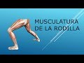 La musculatura de la rodilla y sus movimientos