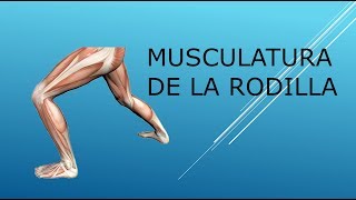 La el entre musculos tobillo y rodilla