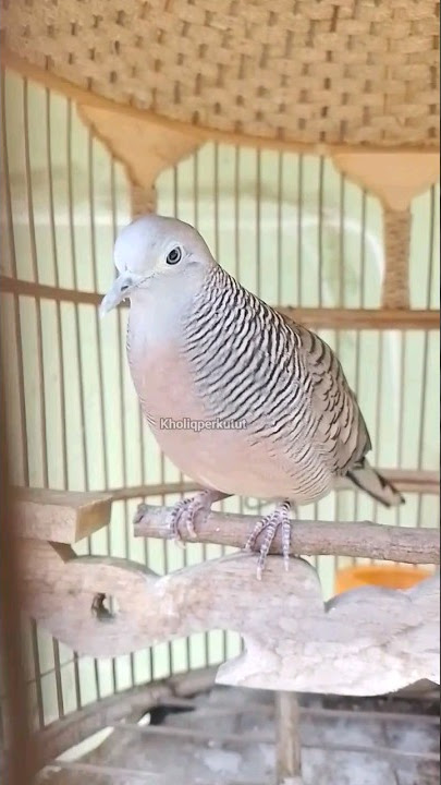 Perkutut Jantan Memanggil Betina |kholiqperkutut