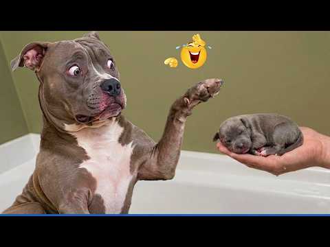 When God Sends You These Pets 😹🐶 You Will Die Laughing!