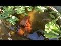 #キララ多岐 #田んぼで金魚#フナキン#出目金 #山田