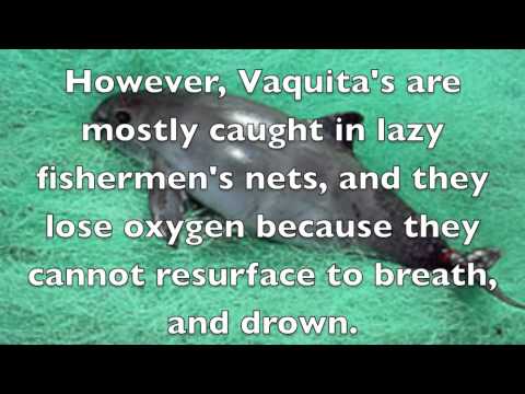 Vaquita Endangered Species Commercial