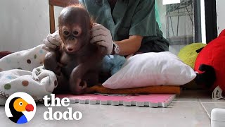 Baby Orangutan Rescued 8 Years Ago Is Finally Ready For Release | The Dodo