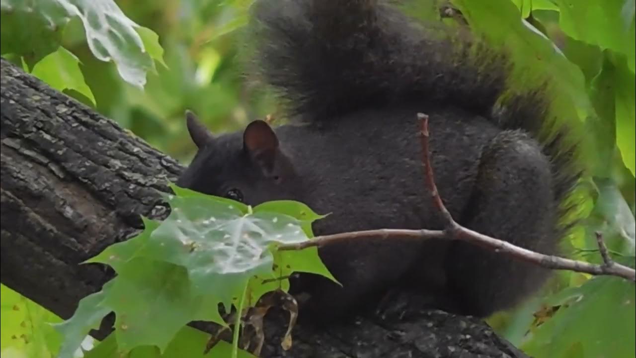 Squirrels Calling & Wagging Tails! Squirrel's Diary 107 YouTube