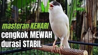 Kicau Kenari Gacor Paling Dicari Dijamin Nyaut  Pancingan Masteran Kenari Terbaik