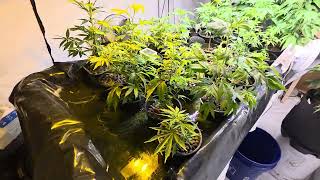 1st day of week 2 of flower. The stretch is on and im lookingva new nutrients to run