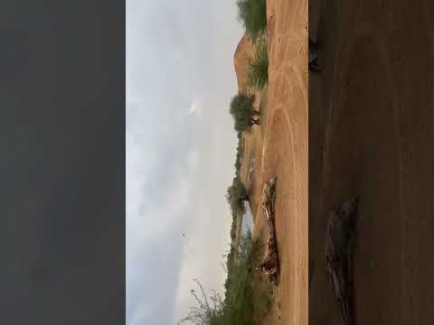 Natural beauty #Nature #shortvideo #youtubeshorts