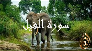 سورة الفيل الشيخ سعد الغامدي