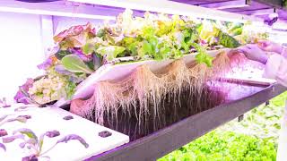 How planting schedules work in a Growcer container farm