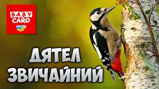 Дятел звичайний. Зимуючі птахи України. Серія «Природне довкілля». Пізнаймо світ разом!