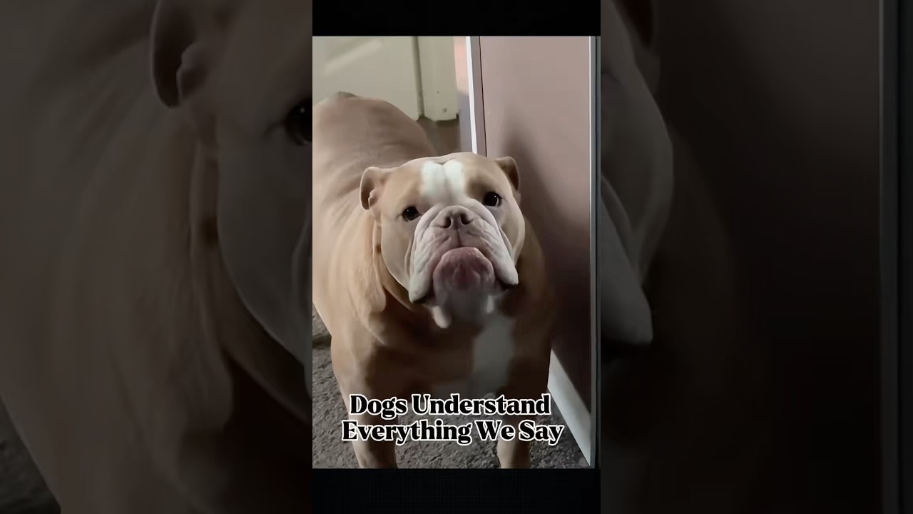 Dogs Understand Everything We Say|