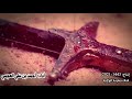 أداء أحمد بن علي العجمي قصيدة جاسم وقع وين يازينب ماتدايني