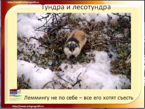 Животные Тундры Описание