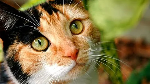 Почему кошки рождаются трёхцветными? И, да, трёхцветный кот существует, но...