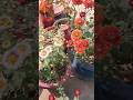 Flower garden #song #music #winterflowers #homegardening # plants # ytshort #gardening # beautiful #