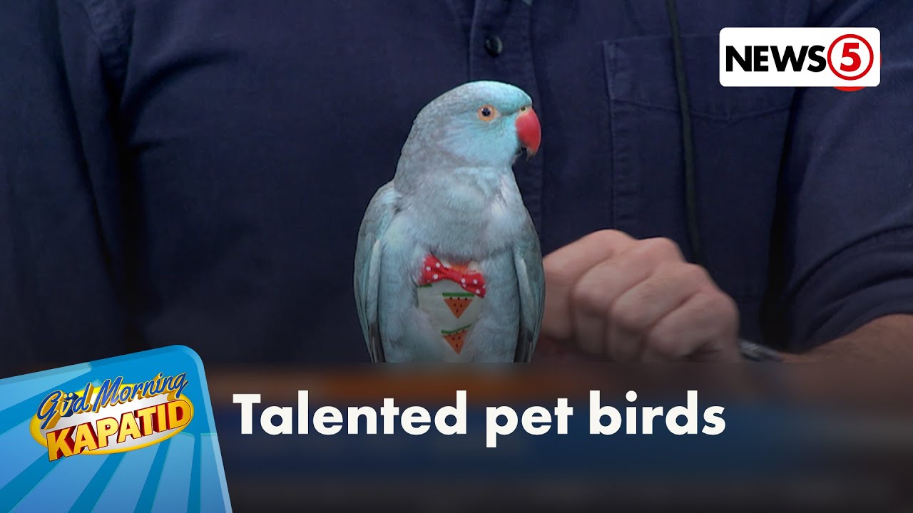 HAYOP KA: Talented pet birds ng Doromal family