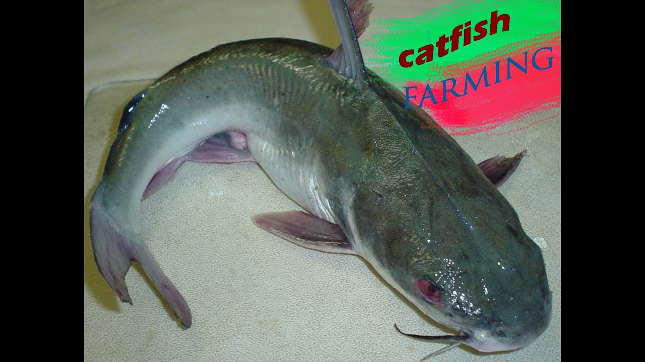 Catfish caching small pond YouTube
