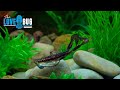 How to Rig the Chasebaits Flip Flop & Love Bug | Chasebaits