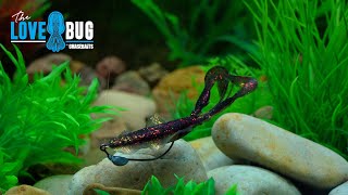 How To Rig The Chasebaits Flip Flop & Love Bug Chasebaits