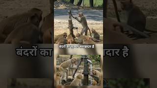 बंदरों का मुख्या समझदार है ll #monkey #animals #shorts
