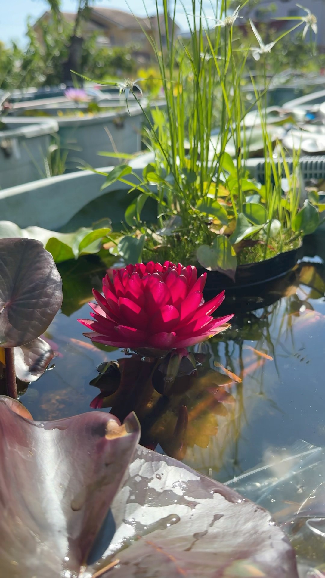 レッドナーガアイ　睡蓮　苗　脇芽　温帯睡蓮　耐寒性　メダカ　ビオトープ 耐寒性睡蓮のレッド・ナーガ・アイが美しい 過ぎる！ #ビオトープ