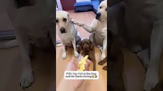 guilty dogs #funnydog #funnydogs
