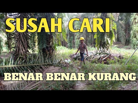PANEN KURANG BUAH